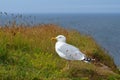 Adult European Herring Gull (Larus argentatus)