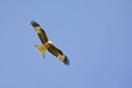 An adult European red kite soaring in the sky.