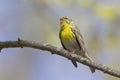 An adult european serin perched on a tree branch in a city park of Berlin. Royalty Free Stock Photo