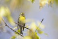 An adult european serin perched on a tree branch in a city park of Berlin. Royalty Free Stock Photo