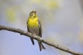 An adult european serin perched on a tree branch in a city park of Berlin. Royalty Free Stock Photo