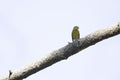 An adult european serin Serinus serinus perched on a tree branch in a city park of Berlin. Royalty Free Stock Photo