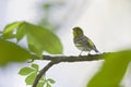 An adult european serin perched on a tree branch in a city park of Berlin. Royalty Free Stock Photo