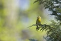 An adult european serin perched on a tree branch in a city park of Berlin. Royalty Free Stock Photo