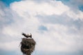 Adult European White Stork - Ciconia Ciconia - Flying And Landing To Nest In Sunny Spring Day. Belarus, Belarusian Royalty Free Stock Photo