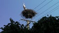 Adult European White Stork - Ciconia Ciconia stands in a nest Royalty Free Stock Photo