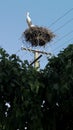 Adult European White Stork - Ciconia Ciconia stands in a nest Royalty Free Stock Photo
