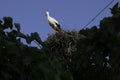 Adult European White Stork - Ciconia Ciconia stands in a nest Royalty Free Stock Photo