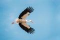 Adult European White Stork Flies In Blue Sky With Its Wings Spread Out Royalty Free Stock Photo