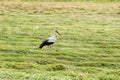 Adult European white stork standing in freshly cut green grass. stork in the field Royalty Free Stock Photo