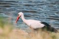 Adult European White Stork Standing In Green Grass Near River Or Lake Royalty Free Stock Photo