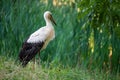 Adult european white stork standing on green meadow at summer sunny day Royalty Free Stock Photo
