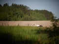 Adult European White Stork Standing In Green Summer Grass Royalty Free Stock Photo