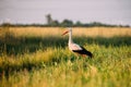 Adult European White Stork Standing In Green Summer Grass In Bel Royalty Free Stock Photo