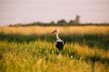 Adult European White Stork Standing In Green Summer Grass In Belarus Royalty Free Stock Photo