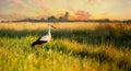 Adult European White Stork Standing In Green Summer Grass In Belarus. Wild Field Bird In Sunset Time Royalty Free Stock Photo