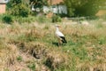 Adult European white stork standing in green summer grass. Wild field bird stork in the field Royalty Free Stock Photo