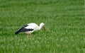 Adult European White Stork Standing In Green Summer Grass. Wild Field Bird In Sunset Time Royalty Free Stock Photo