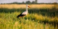 Adult European White Stork Standing In Green Summer Grass. Wild Field Bird In Sunset Time Royalty Free Stock Photo