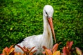 Adult European White Stork Standing In Green Summer Grass. Wild Field Bird In Sunset Time