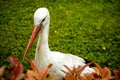 Adult European White Stork Standing In Green Summer Grass. Wild Field Bird In Sunset Time Royalty Free Stock Photo