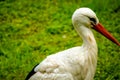 Adult European White Stork Standing In Green Summer Grass. Wild Field Bird In Sunset Time