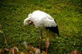 Adult European White Stork Standing In Green Summer Grass. Wild Field Bird In Sunset Time Royalty Free Stock Photo