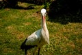 Adult European White Stork Standing In Green Summer Grass. Wild Field Bird In Sunset Time