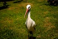 Adult European White Stork Standing In Green Summer Grass. Wild Field Bird In Sunset Time Royalty Free Stock Photo