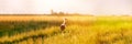 Adult European White Stork Standing In Green Summer Grass. Wild Field Bird In Sunset Time. Sun Shining With Sun Rays Royalty Free Stock Photo