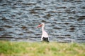 Adult European White Stork Standing In Green Grass Near River Or Lake Royalty Free Stock Photo