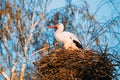 Adult European White Stork Standing In Nest Near Bare Spring Bir Royalty Free Stock Photo