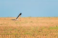 Adult European White Stork Taking Off From Agricultural Field. Royalty Free Stock Photo