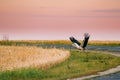 Adult European White Stork Taking Off From Agricultural Field In Belarus Royalty Free Stock Photo