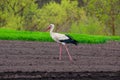 An adult European white stork walks through a plowed field in search of food. Adaptation of birds in the countryside Royalty Free Stock Photo