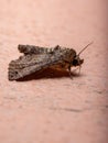 Adult Euteliid Moth Royalty Free Stock Photo
