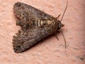 Adult Euteliid Moth Royalty Free Stock Photo