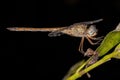 Adult Evening Skimmer Insect