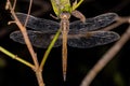 Adult Evening Skimmer Insect