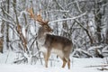 Adult Fallow Deer Buck Close Up. Majestic Powerful Fallow Deer, Dama dama, in Winter Forest.Wildlife Scene With Deer Stag. Male O Royalty Free Stock Photo