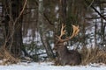 Adult Fallow Deer Buck Dama Dama . A Beautiful Fallow Deer Stag Lies On The Snow In The Forest Undergrowth. Male Deer Fallow D