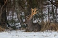 Adult Fallow Deer Buck Dama Dama , Side View. Grace Fallow Deer Buck Lies On The Snow In The Forest Undergrowth. Male Deer Fa