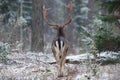 Adult Fallow Deer Buck, Goes Into The Forest, Back View. Majestic Powerful Adult Fallow Deer, Dama Dama, In Winter Forest, Belarus