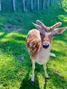 Fallow deer in a park Royalty Free Stock Photo