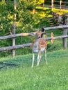 Fallow deer in a park Royalty Free Stock Photo