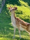 Fallow deer in a park Royalty Free Stock Photo