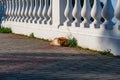 An adult fat cat of a white-red color with a contented muzzle, lies and rests under a Bush of green thuja, falling asleep on concr