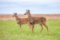 Adult and fawn white-tailed deer Odocoileus virginianus very alert in  a Wisconsin farm field Royalty Free Stock Photo