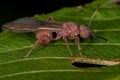 Adult Female Acromyrmex Leaf-cutter Queen Ant Royalty Free Stock Photo