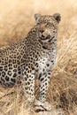 Adult female African Leopard standing alert, South Africa Royalty Free Stock Photo